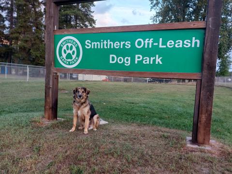 dog park, bark, puppy, dogs, run, off-leash, smithers, park, play, free